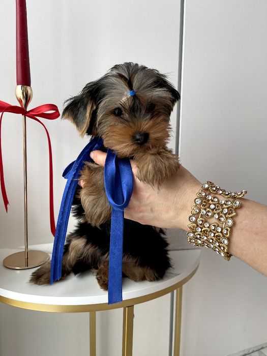 VIP Йорки  ваш найкращий подарунок літа