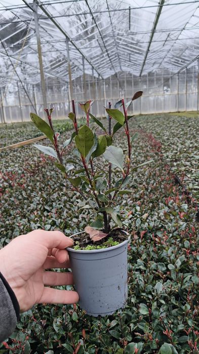 Głogownik Photinia Fraselli redrobin