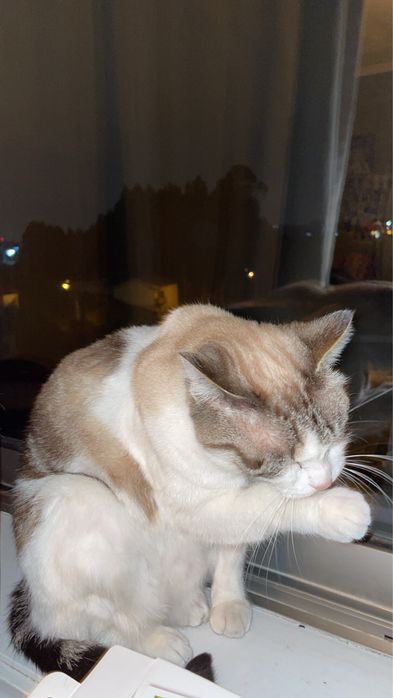 Petsitting e dog walking