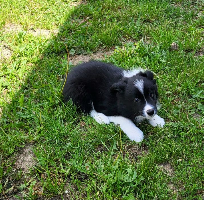 Border collie szczeniak pies