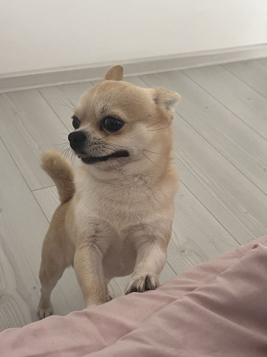 Вязка  чіхуахуа