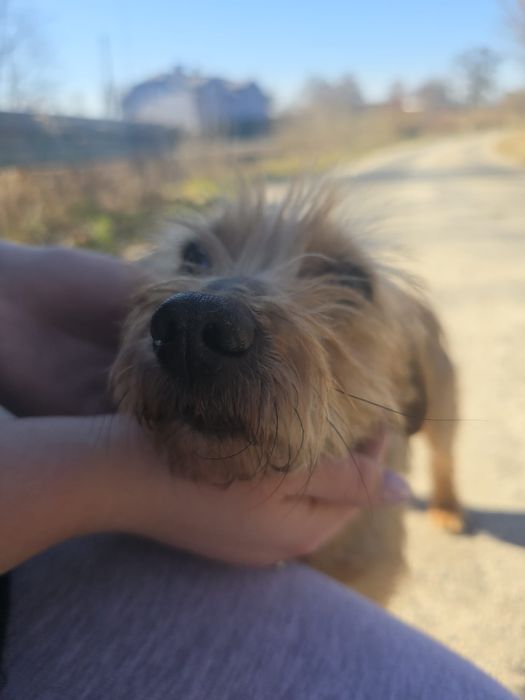 PILNIE szukamy domu dla psiaka