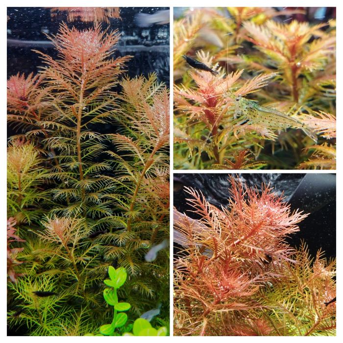 Акваріумні рослини