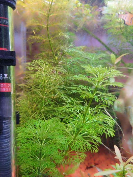 Sessiliflora planta de aquário