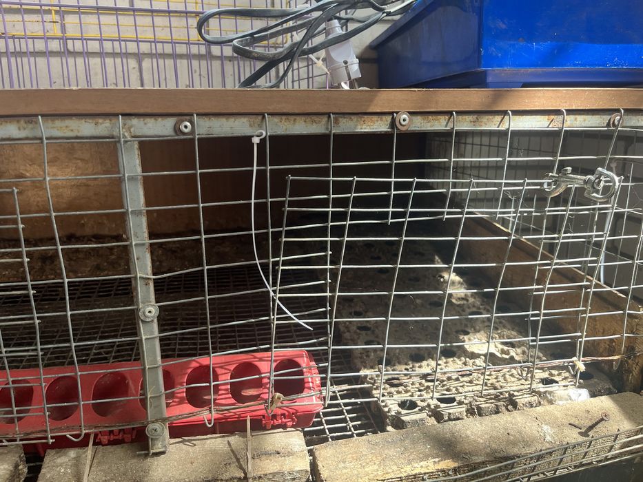 Клетка для перепелов