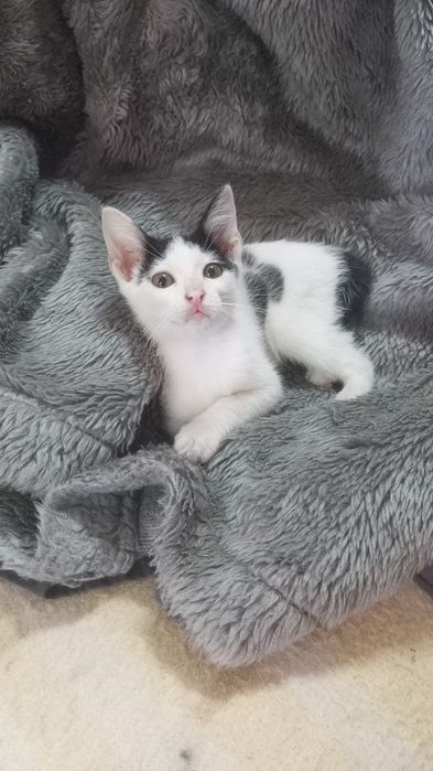 Gatinhos para adoção responsável