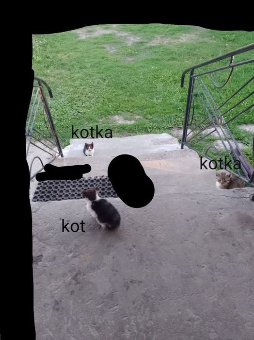 Oddam dwie kotki i kota