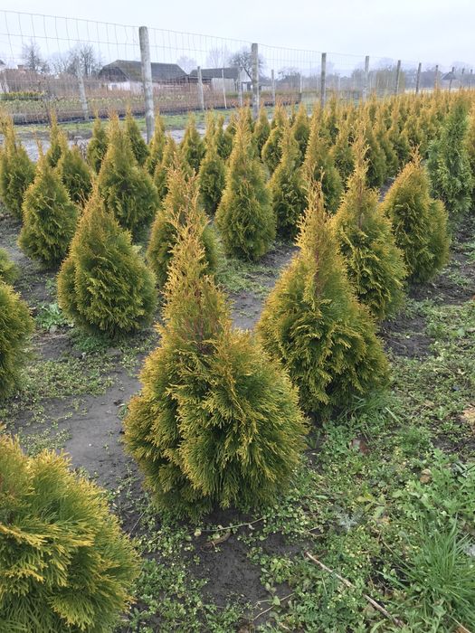 Туя,самшит- доступна ціна-є опт