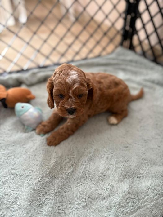 *** Cavapoo śliczny***