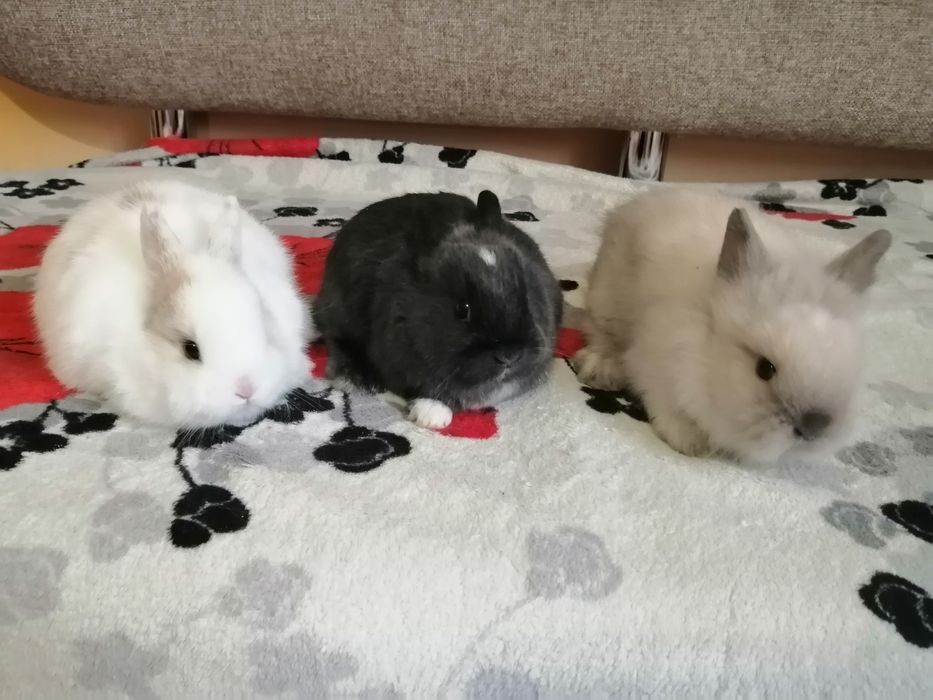 Декоративні кроленята