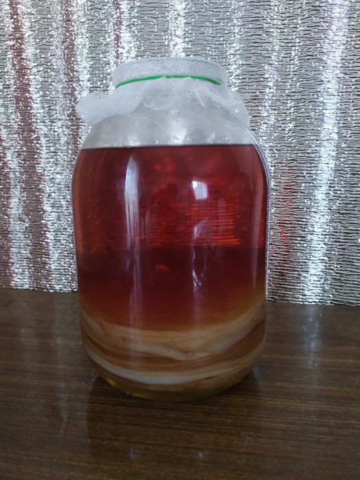 Чайный гриб( Комбуча)