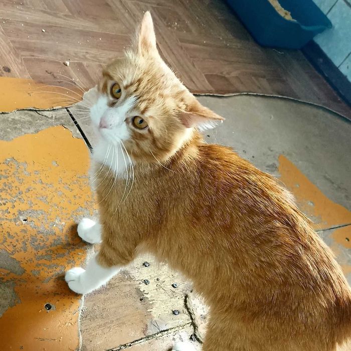 Отдам рыже-белого кота, 2 года