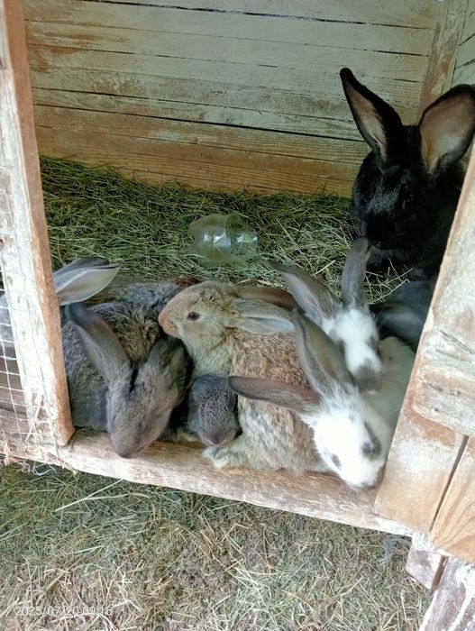 Кролі  і мододняк