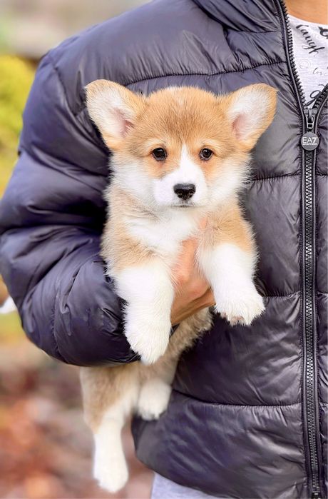 Вельш корги пемброк КСУ