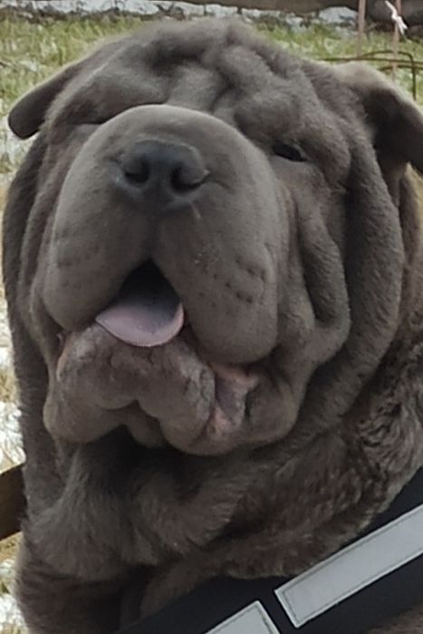 Мне 4 месяца я Шар-пей