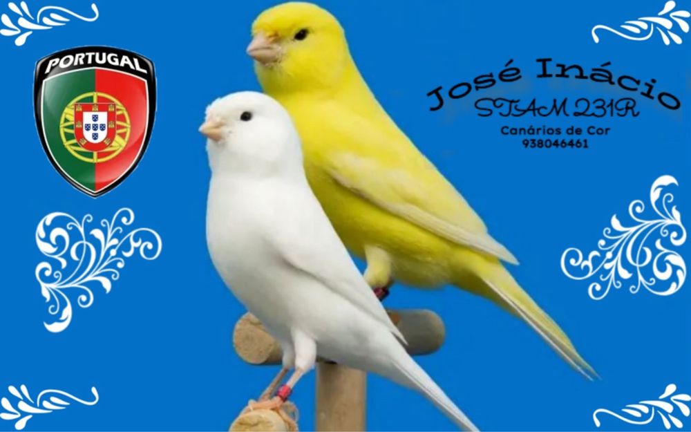 Canários lipocromo amarelo Intenso e Nevados