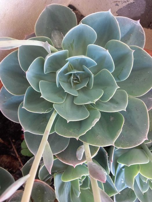 Lote de cinco rosetas grandes de suculenta