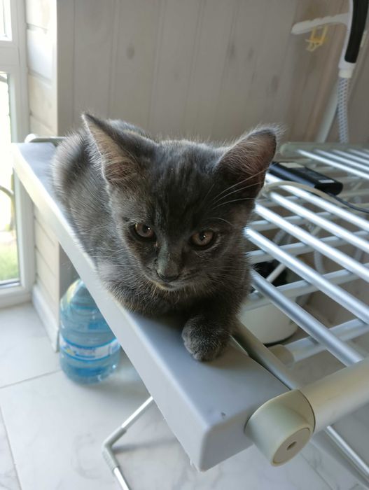 Грайливе кошеня шукає люблячу сім'ю