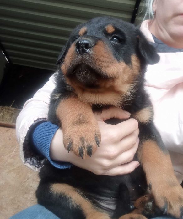 Ротвейлера цуценята