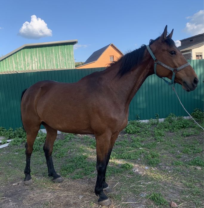 Конь руска рисистая порода