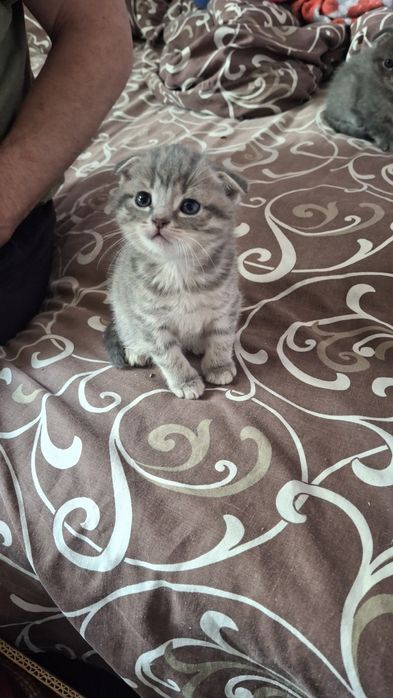 Продам котенят Скотиш фолд