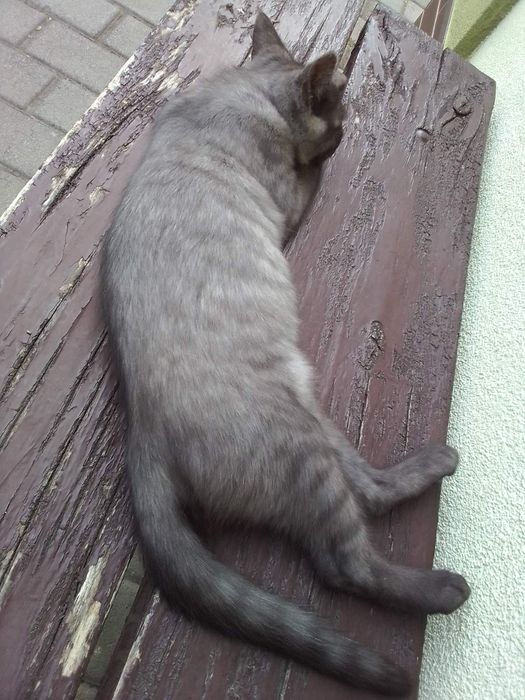 Віддамо  котеня(хлопчик) 4 міс.