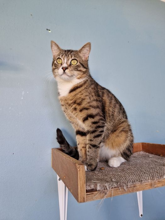 Lupo, koteczek o cudnych oczkach.