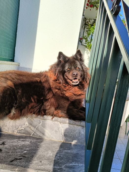 Dog walking / pet sitting