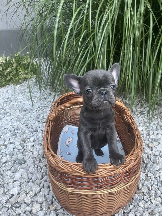 Buldog francuski piesek blue