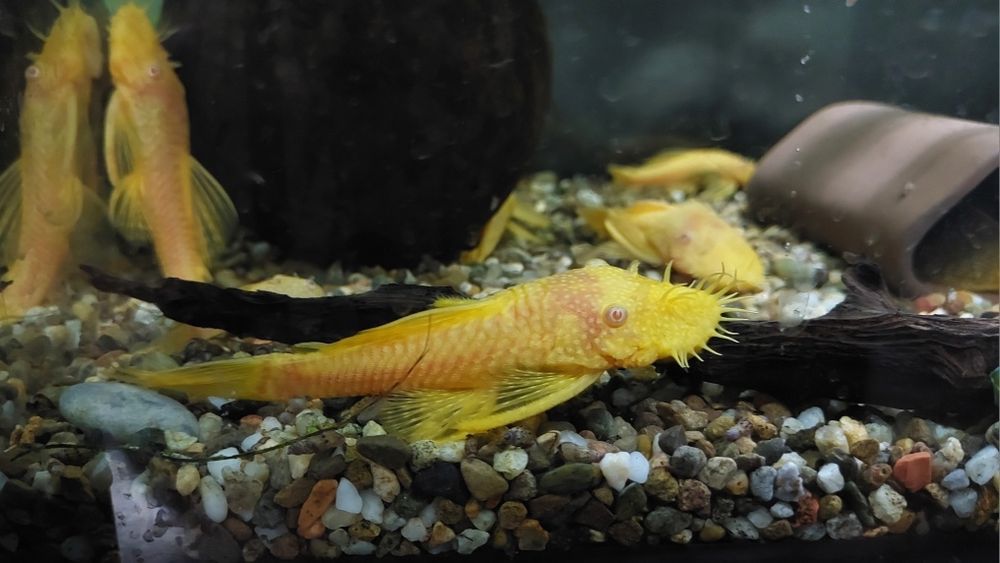Ancistrus Machos  sp. Gold albinos