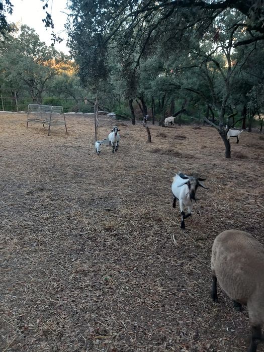 Vendo animais de quinta ovelhas ou cabras
