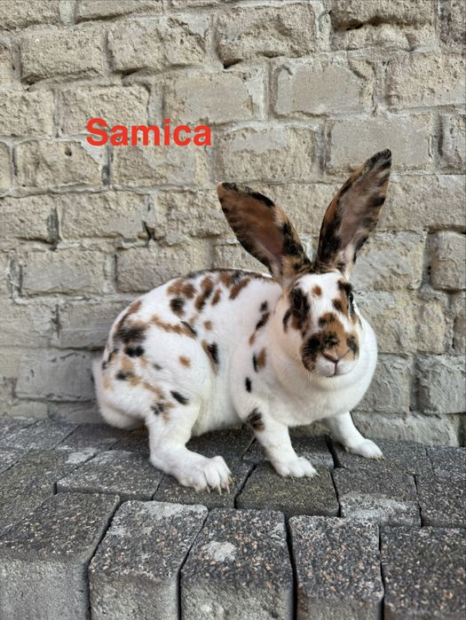 Króliki rex trójbarwny