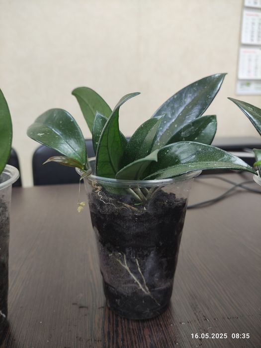 Кімнатні квіти укоріненні живці