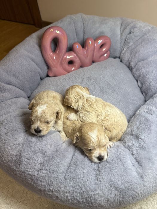 Шикарні карамельні міні мальтипу