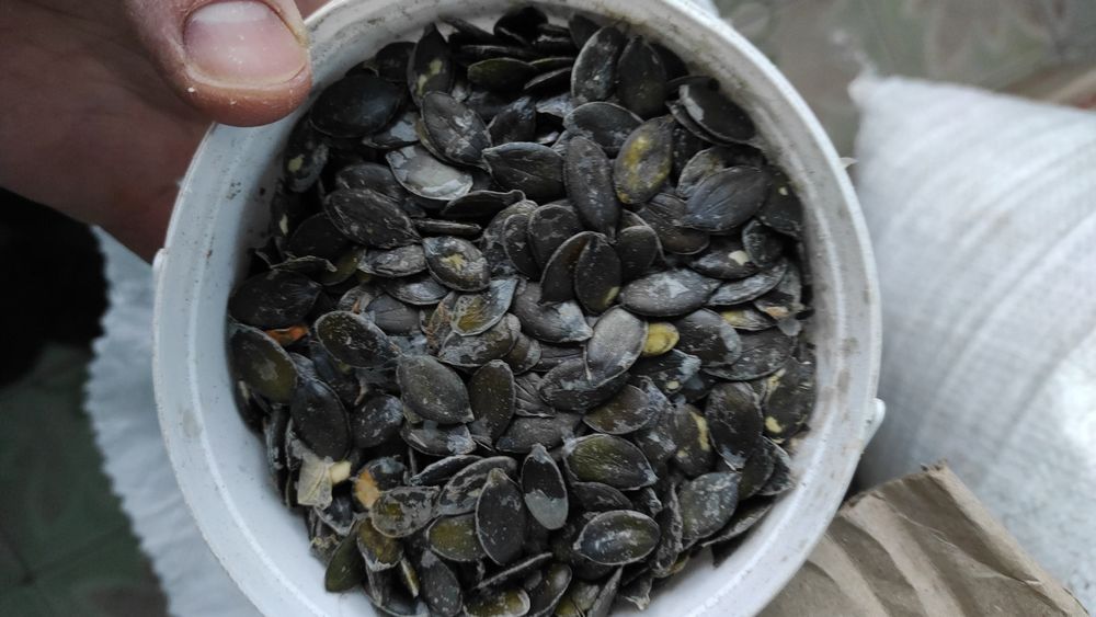 Насіння гарбуза/ голонасінка/ штирійське