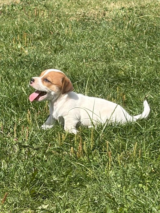 Jack Russell Terrier