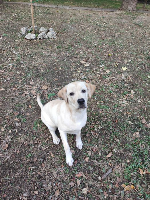 Отдам щенка лабрадора в хорошие руки
