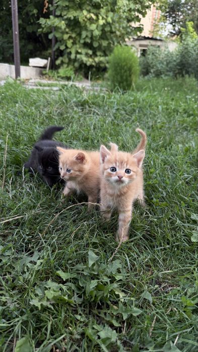 Кошенята в добрі руки