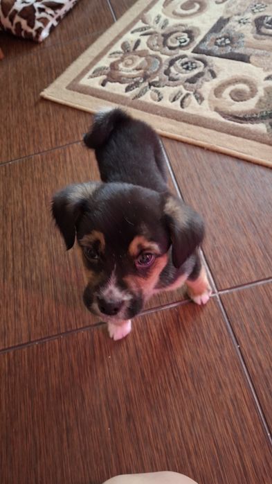 Метис Бігль ,безкоштовно