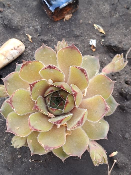 Молодило,або кам'яні Троянди маю велику колекцію.