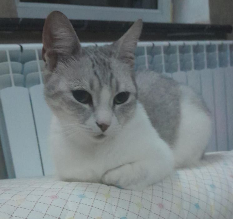 Кіт. Киця. Кошеня