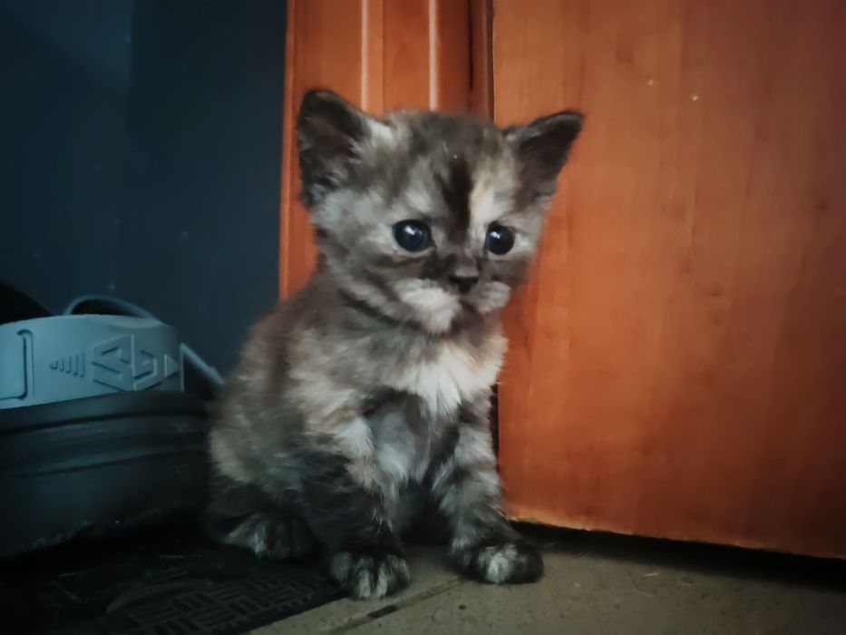 Дівчинка кошеня шотландська скотіш страйт дівчинка