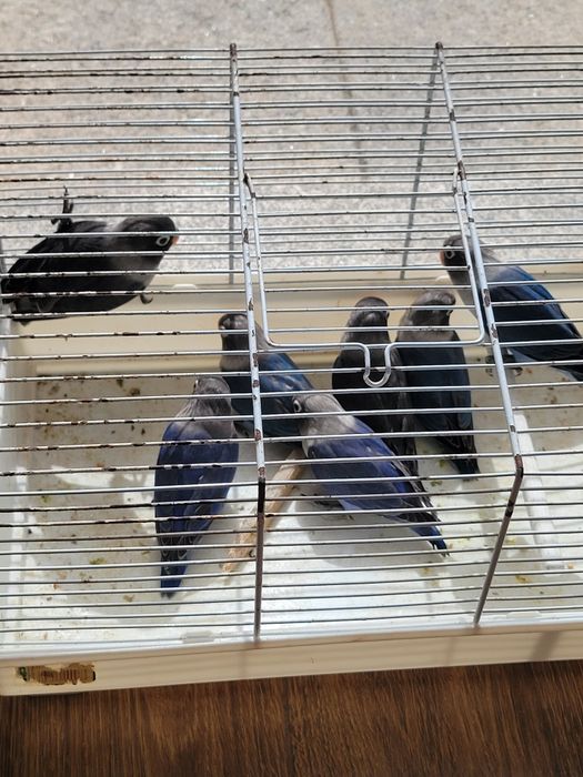 Agapórnis personatas novos e ficheres