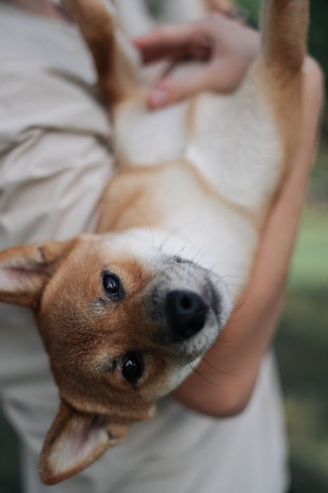 Вʼязка шиба іну.