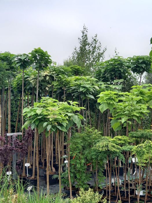 Katalpa Catalpa 120-230 cm Tuja szmaragd