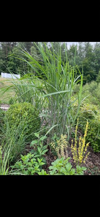 Miskant olbrzymi na sztuki rizony sadzonki