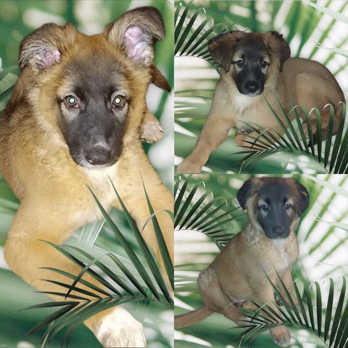 Щенята в самые ответственные и заботливые ручки