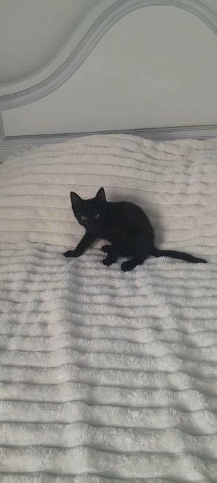 Gatinha da sorte procura uma família!