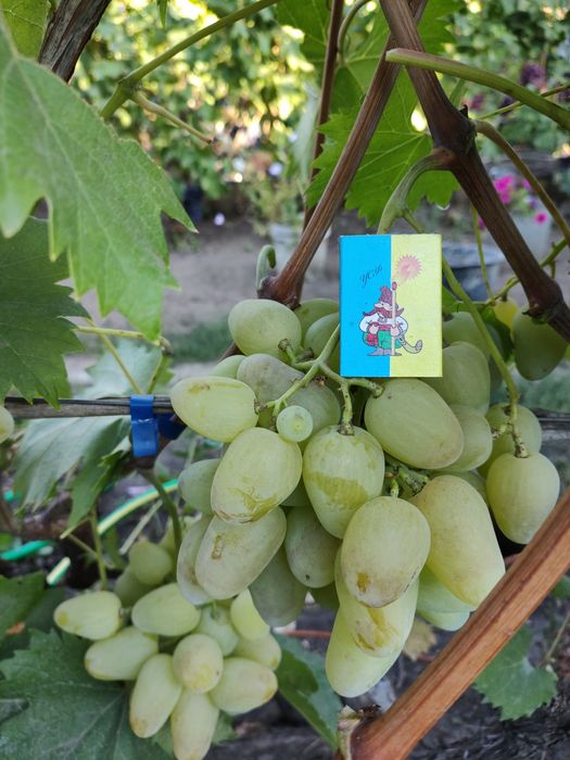 Саджанці і лоза винограду, Саженцы винограда.