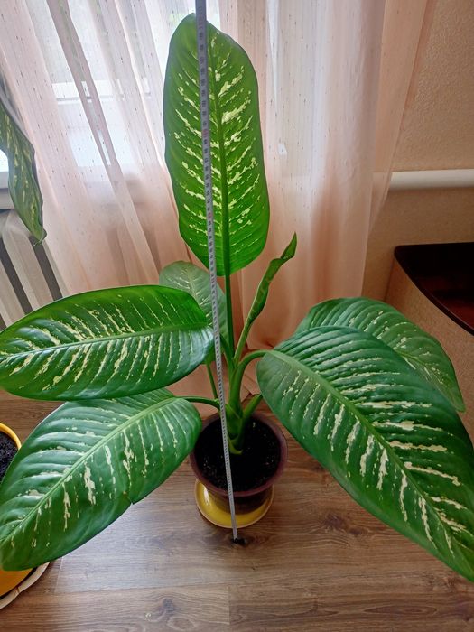 Неймовірно красивий вазон деффінбафія